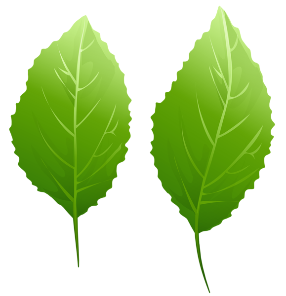 This png image - Green Leaves PNG Transparent Clipart, is available for free download