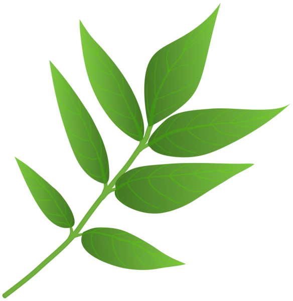 This png image - Green Spring Branch PNG Transparent Clipart, is available for free download