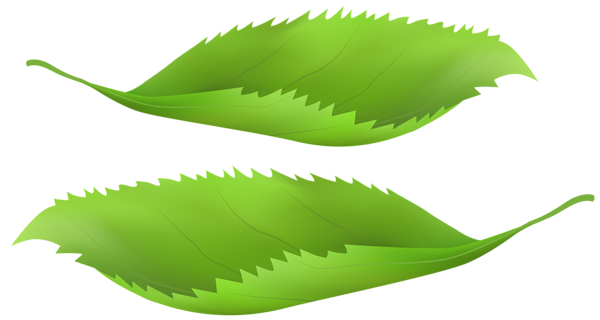 This png image - Green Spring Leaves PNG Transparent Clipart, is available for free download