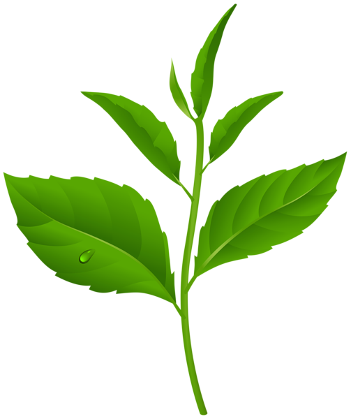 This png image - Green Spring Plant PNG Transparent Clipart, is available for free download