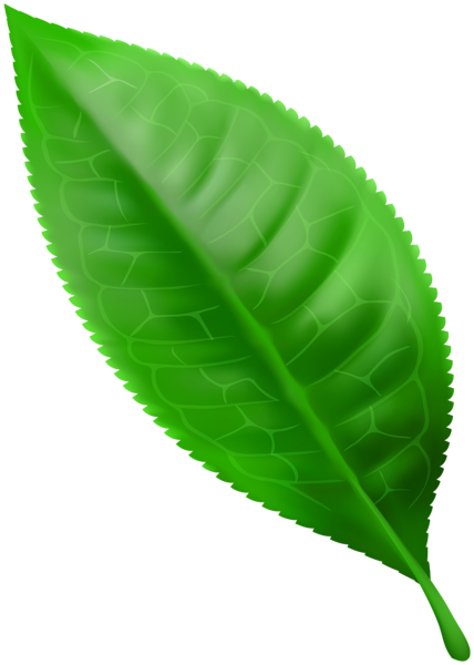 This png image - Green Sring Leaf PNG Clipart, is available for free download