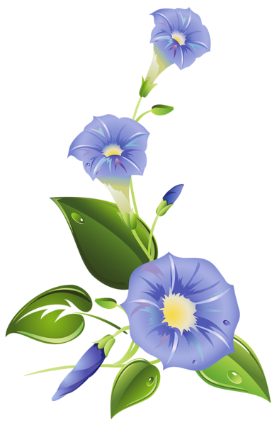 This png image - Ipomoea PNG Clipart, is available for free download
