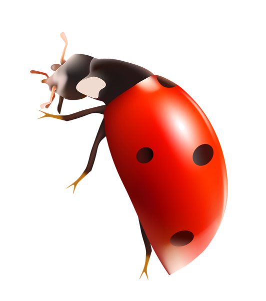 This png image - Lady Bug PNG Clipart, is available for free download