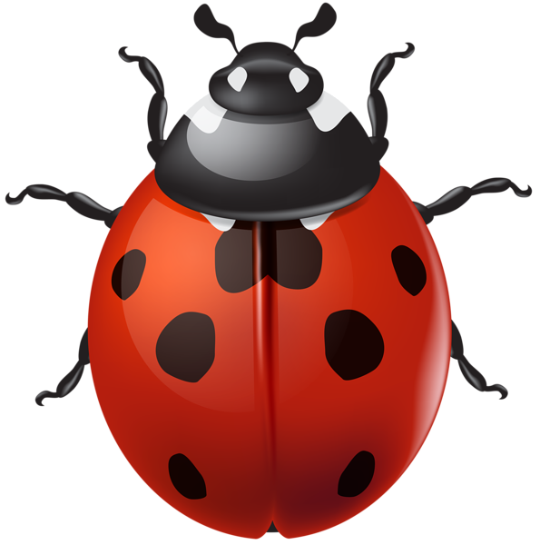 This png image - Ladybird PNG Clip Art, is available for free download