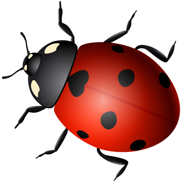 This png image - Ladybug Decorative Transparent Image, is available for free download