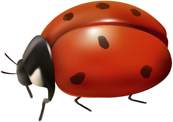 This png image - Ladybug Transparent Clip Art, is available for free download