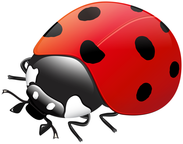 This png image - Ladybug Transparent Image, is available for free download