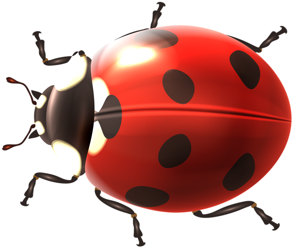 This png image - Ladybug Transparent PNG Clip Art Image, is available for free download