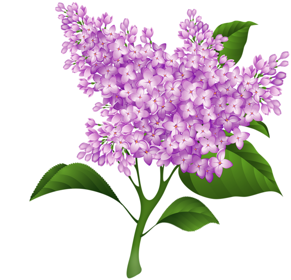 This png image - Lilac Blossom PNG Transparent Clipart, is available for free download