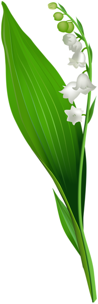 This png image - Lily of the Valley Flower PNG Clip Art, is available for free download
