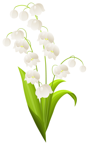 This png image - Lily of the Valley PNG Clipart, is available for free download