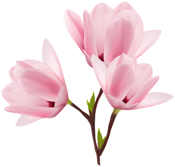This png image - Magnolia Blooming Branch Clipart Image, is available for free download