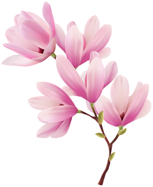 This png image - Magnolia Branch Clipart Image, is available for free download
