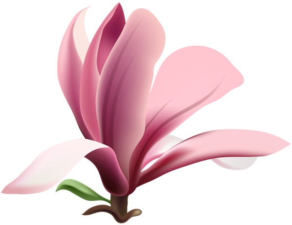 This png image - Magnolia Transparent PNG Clip Art Image, is available for free download