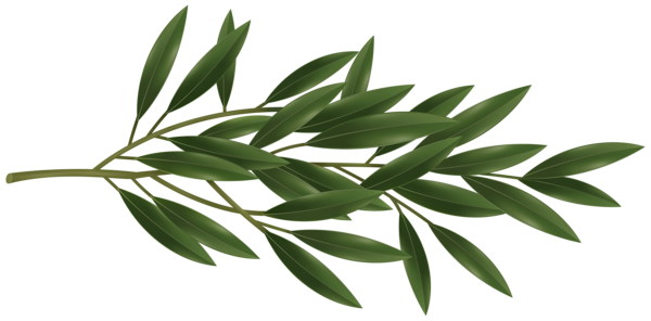 This png image - Olive Branch PNG Transparent Clipart, is available for free download
