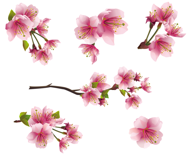 This png image - Pink Spring Branch Elements PNG Clipart Picture, is available for free download