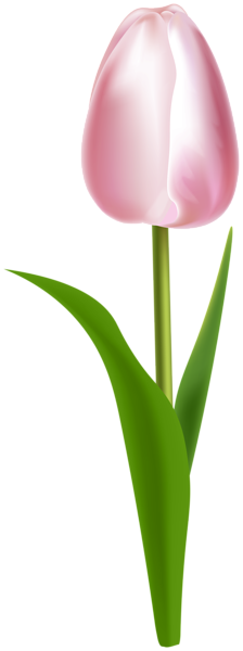 This png image - Pink Tulip PNG Clipart, is available for free download
