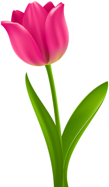 This png image - Pink Tulip Transparent Clip Art, is available for free download
