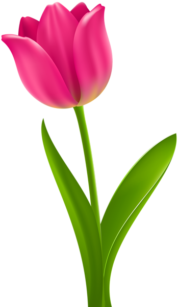 Pink Tulip Transparent Clip Art | Gallery Yopriceville - High-Quality