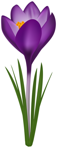 This png image - Purple Crocus PNG Transparent Clipart, is available for free download