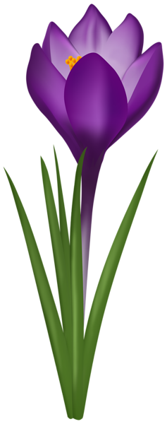 This png image - Purple Crocus Transparent Clipart, is available for free download