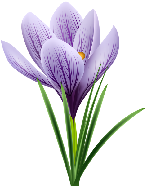 This png image - Purple Crocus Transparent PNG Clip Art Image, is available for free download