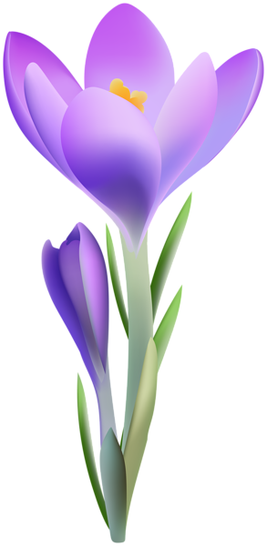 This png image - Realistic Crocus PNG Clipart, is available for free download