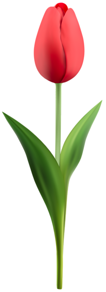 This png image - Red Tulip PNG Transparent Clipart, is available for free download