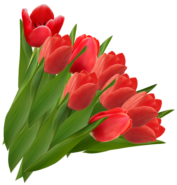 This png image - Red Tulips PNG Clipart Picture, is available for free download