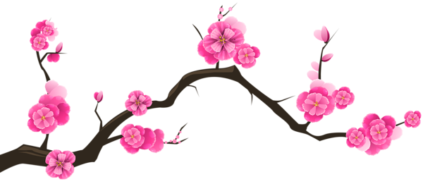 This png image - Sakura Branch Transparent Clip Art Image, is available for free download