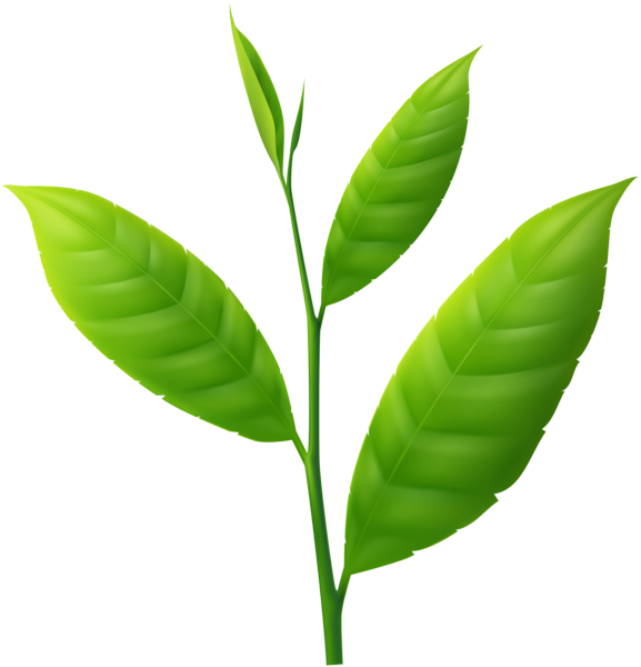 Small Plant Png Clipart 