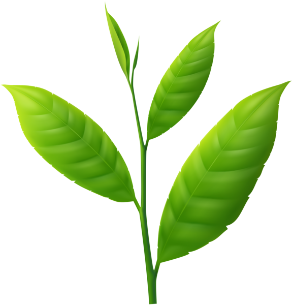 This png image - Small Plant PNG Clipart, is available for free download