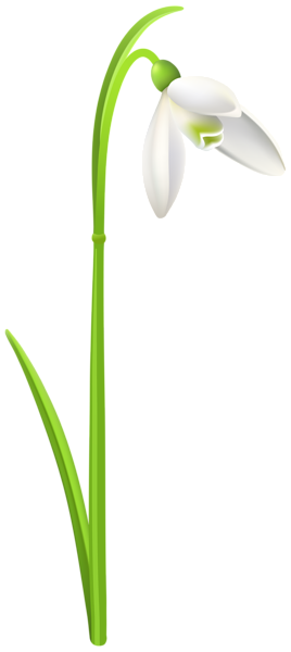 This png image - Snowdrop Flower PNG Transparent Clipart, is available for free download