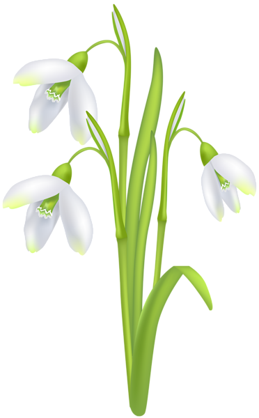 This png image - Snowdrop Flower Transparent Image, is available for free download