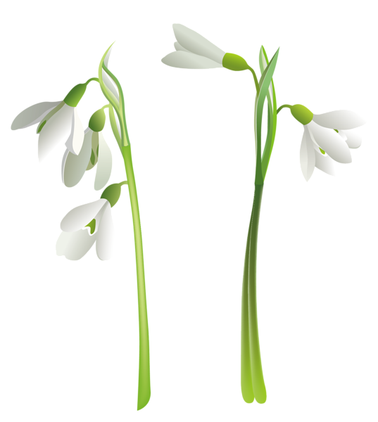 This png image - Snowdrops PNG Clipart, is available for free download