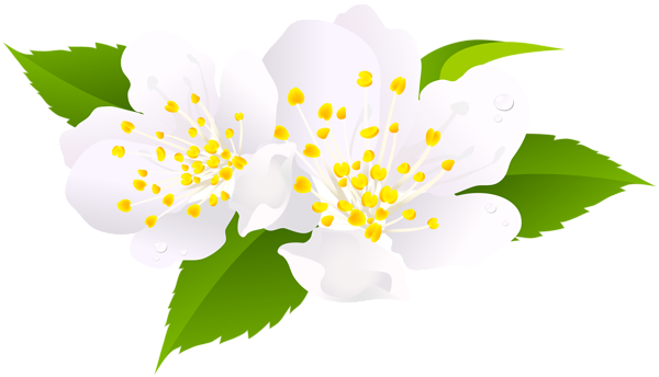 This png image - Spring Bloom PNG Clip Art Image, is available for free download