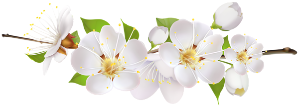 This png image - Spring Blooming Branch Transparent Image, is available for free download