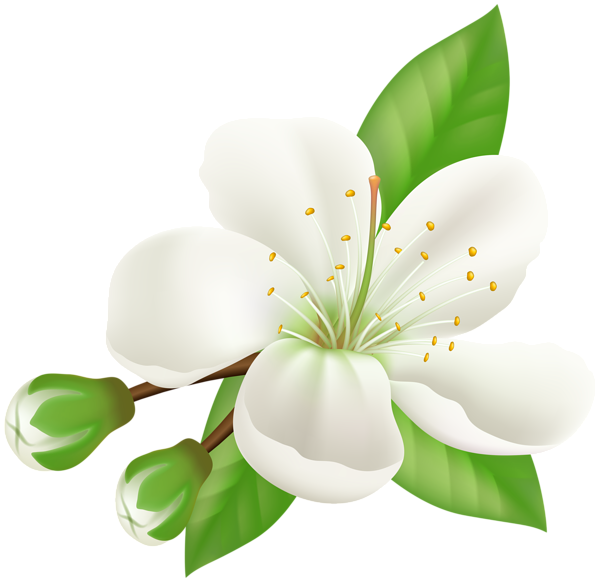 This png image - Spring Blooming Tree Flower, is available for free download