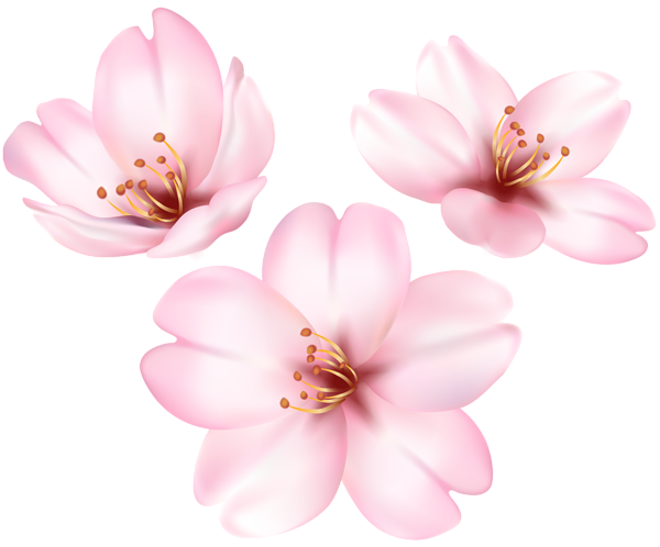 This png image - Spring Blooming Tree Flower PNG Clip Art Image, is available for free download