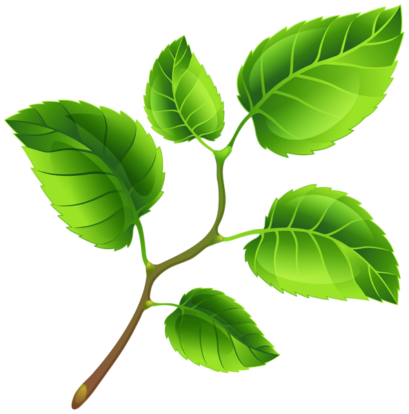 This png image - Spring Branch PNG Clip Art Image, is available for free download