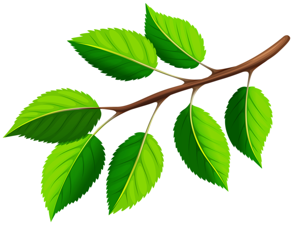 This png image - Spring Branch PNG Clipart, is available for free download