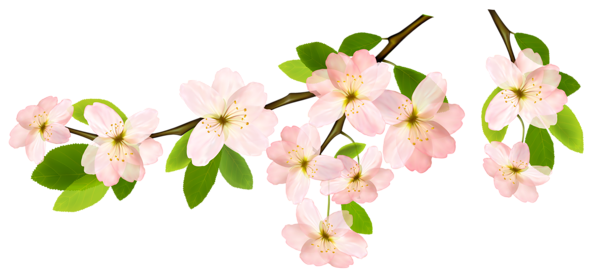 This png image - Spring Branch PNG Clipart Picture, is available for free download
