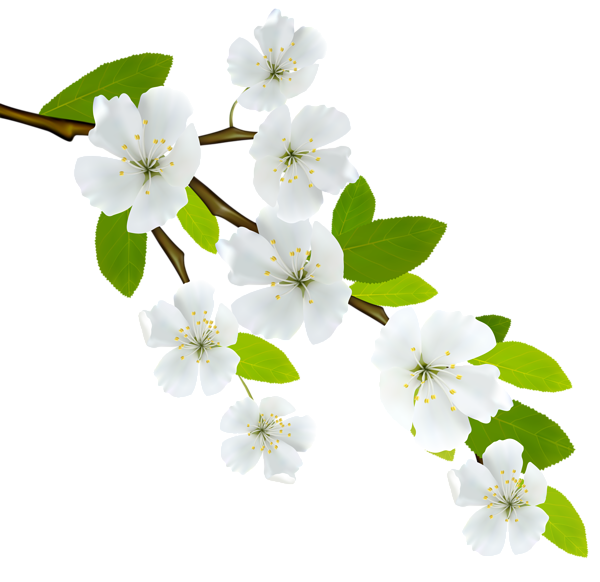 This png image - Spring Branch PNG Image, is available for free download