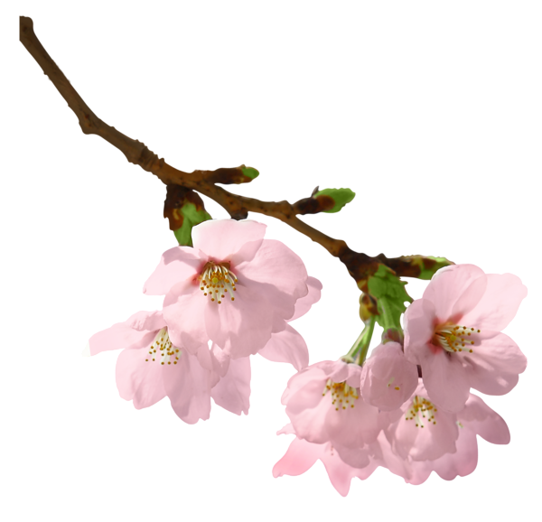 This png image - Spring Branch PNG Picture, is available for free download