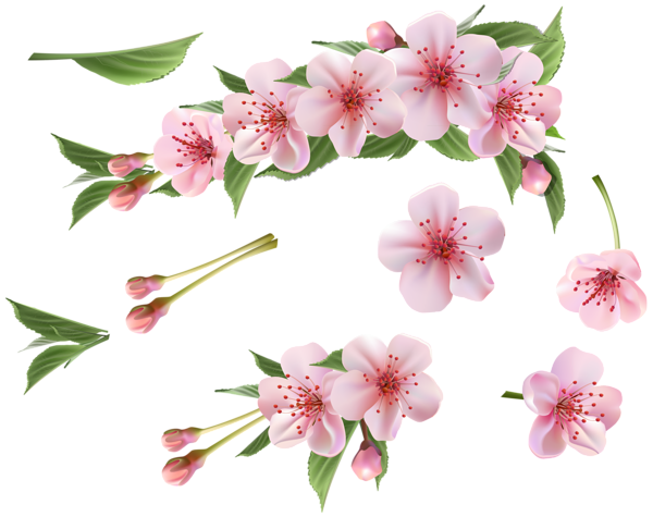 This png image - Spring Branch Pink Elements PNG Clipart, is available for free download