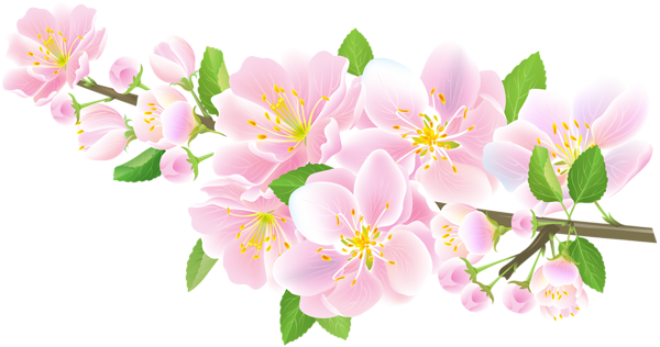 This png image - Spring Branch Pink Transparent Image, is available for free download