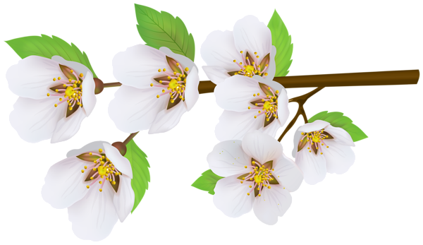 This png image - Spring Branch Transparent PNG Clipart, is available for free download