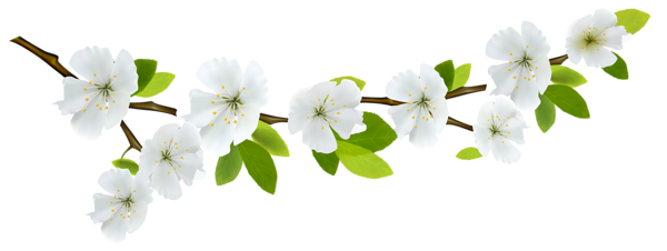 This png image - Spring Branch White PNG Clipart, is available for free download