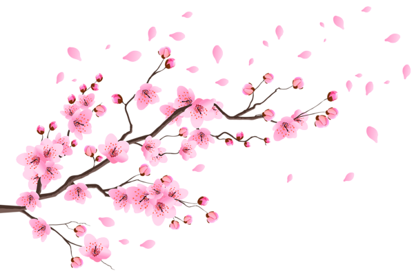 This png image - Spring Branch with Falling Petals Clip Art Image, is available for free download