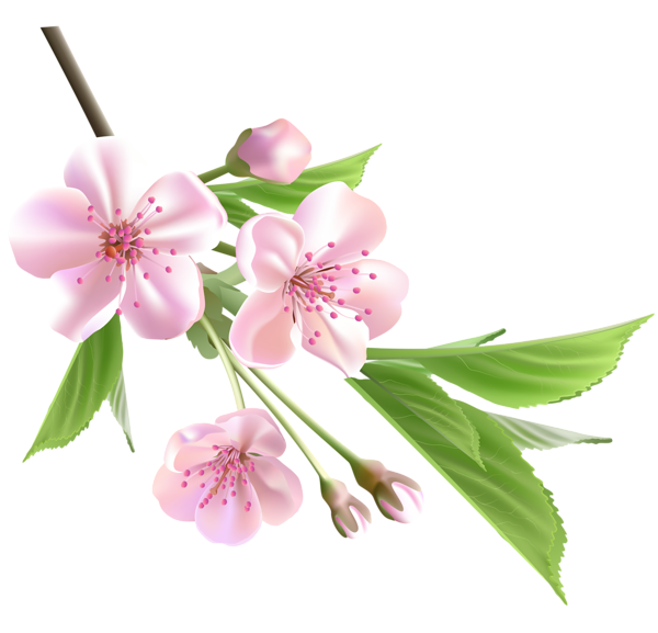 This png image - Spring Branch with Pink Tree Flowers PNG Clipart, is available for free download